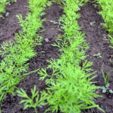 Кога да засадете семената на копчетата през пролетта на открито...